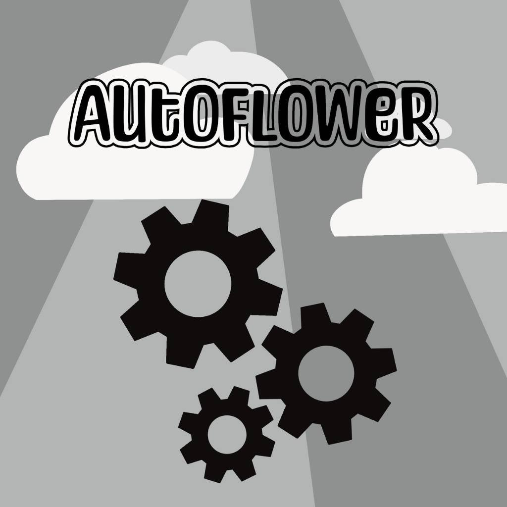 Autoflowering Cannabissamen