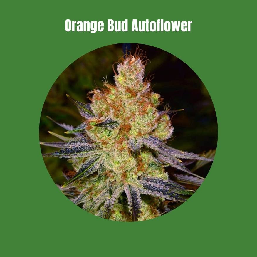 Orange Bud Autoflower Samen (22% THC) 🌱