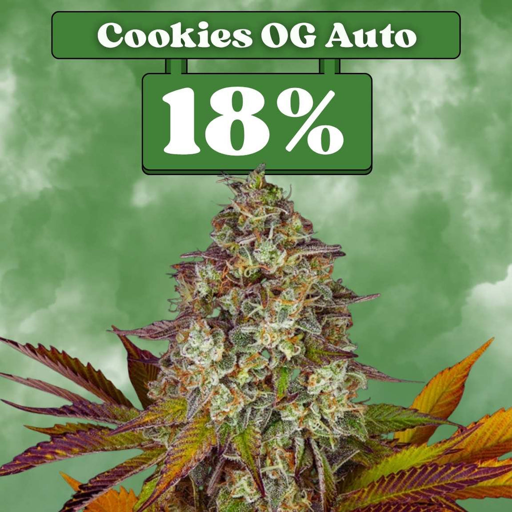 Cookies OG - Autoflower 🌱