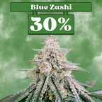 Cali Blue Zushi - Feminisiert 🌱