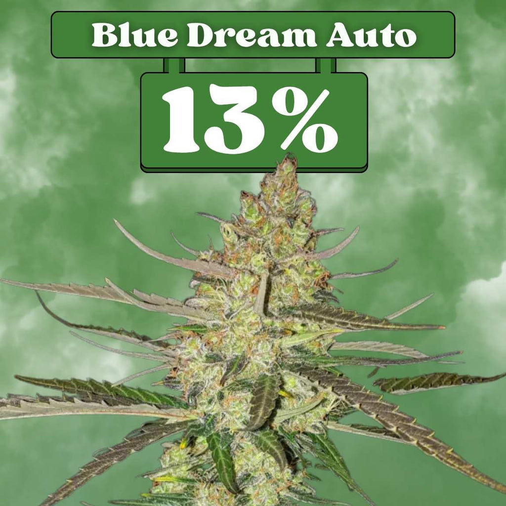 Blue Dream - Autoflower 🌱