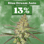 Blue Dream - Autoflower 🌱