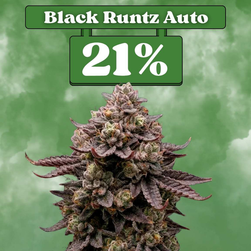 Cali Black Runtz - Autoflower 🌱