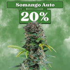 Somango - Autoflower 🌱