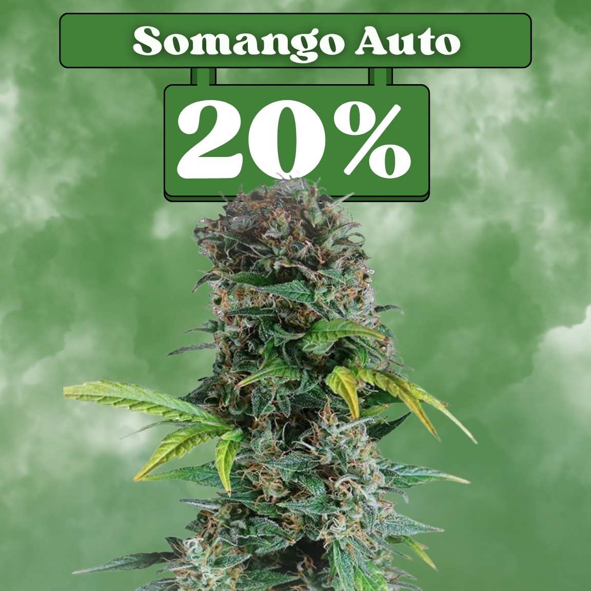 Somango - Autoflower 🌱