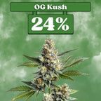 OG Kush - Feminisiert 🌱