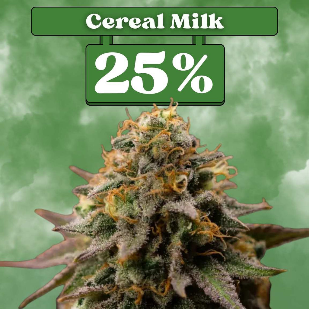 Cereal Milk - Feminisiert 🌱