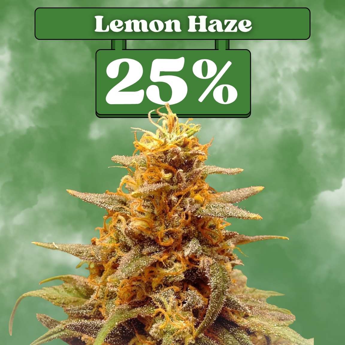 Lemon Haze - Feminisiert 🌱
