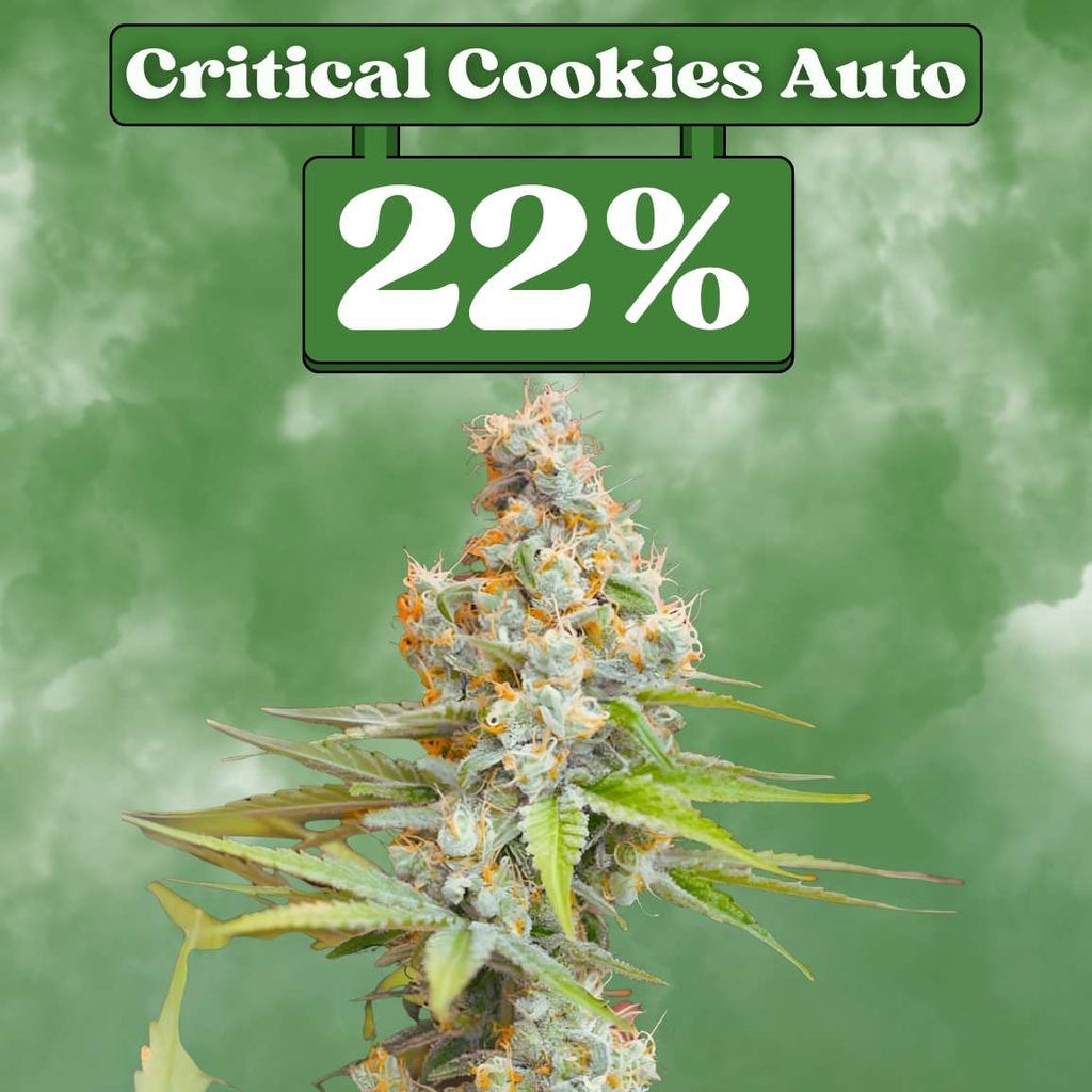 Critical Cookies - Autoflower 🌱