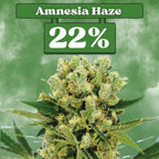 Amnesia Haze - Feminisiert 🌱