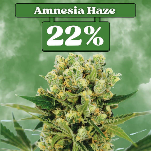 Amnesia Haze - Feminisiert 🌱