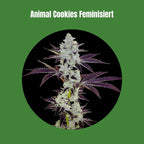 Animal Cookies - Feminisiert (25% THC) 🌱