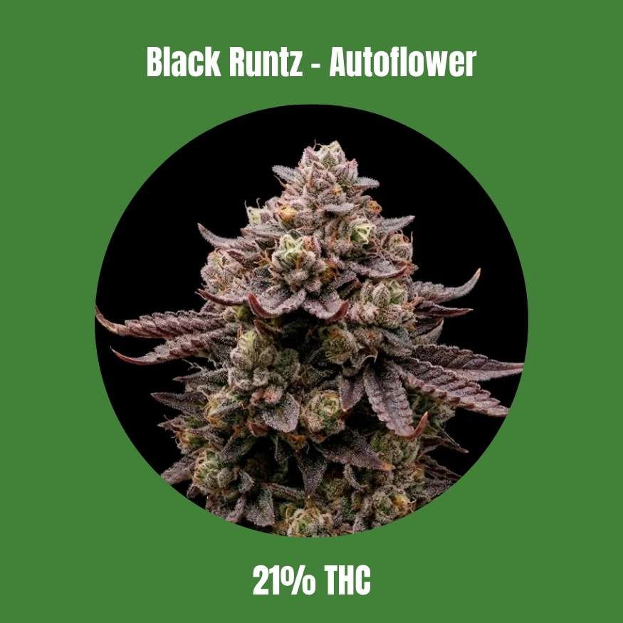 Cali Black Runtz - Autoflowering 🌱