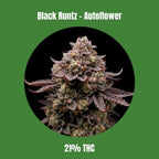 Cali Black Runtz - Autoflowering 🌱