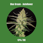Blue Dream - Autoflower 🌱