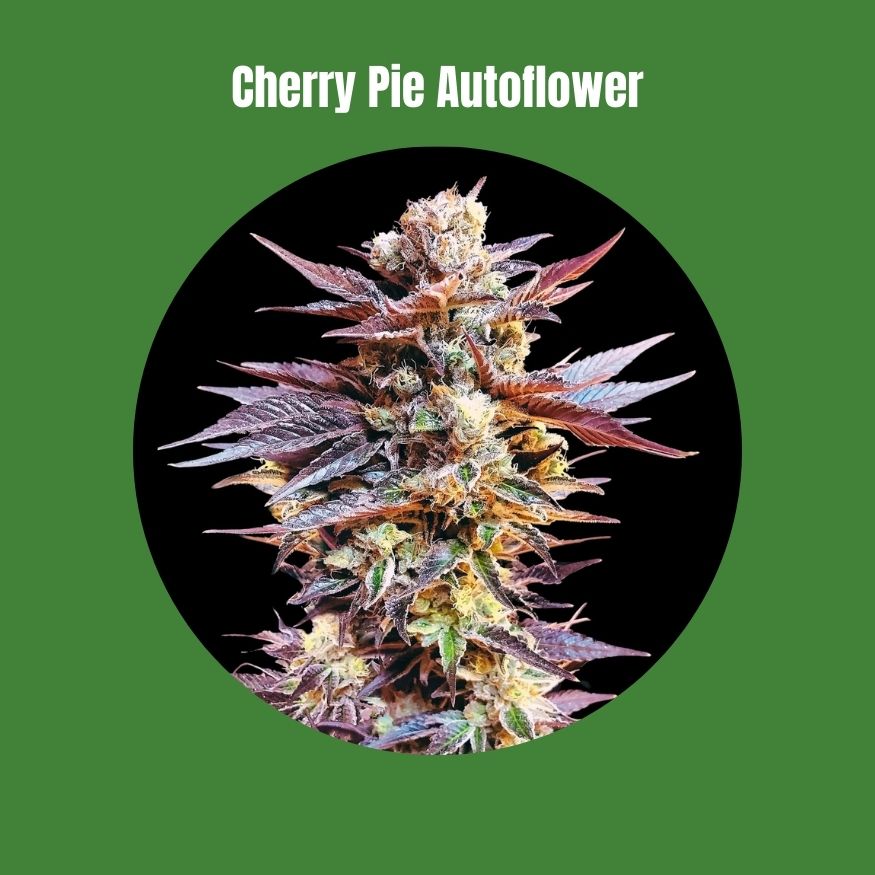 Cherry Punch - Autoflowering (20% THC) 🌱