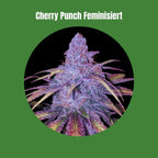 Cherry Punch - Feminisiert (23% THC) 🌱