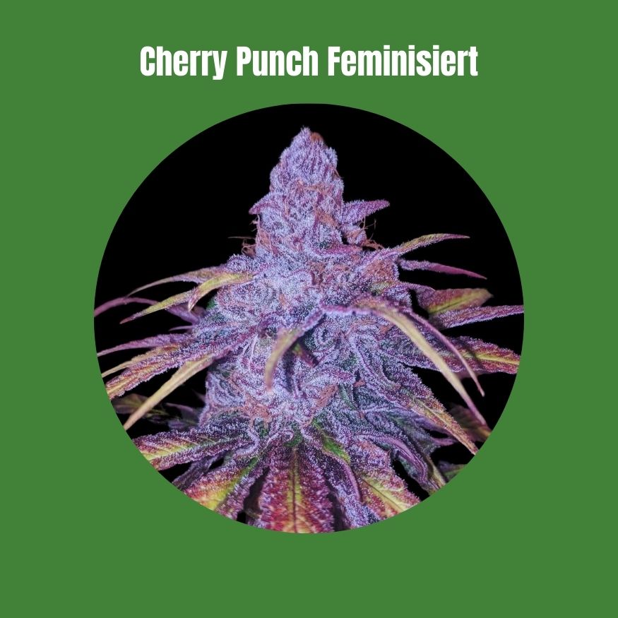 Cherry Punch - Feminisiert (23% THC) 🌱