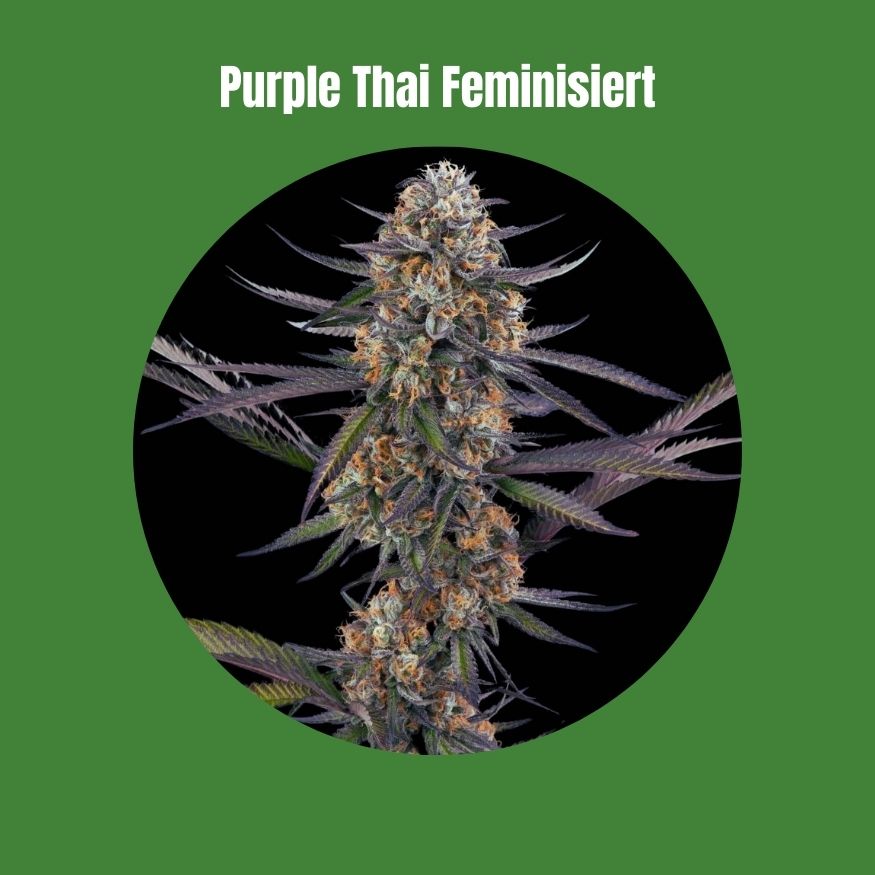 Purple Thai - Feminisiert (22% THC) 🌱