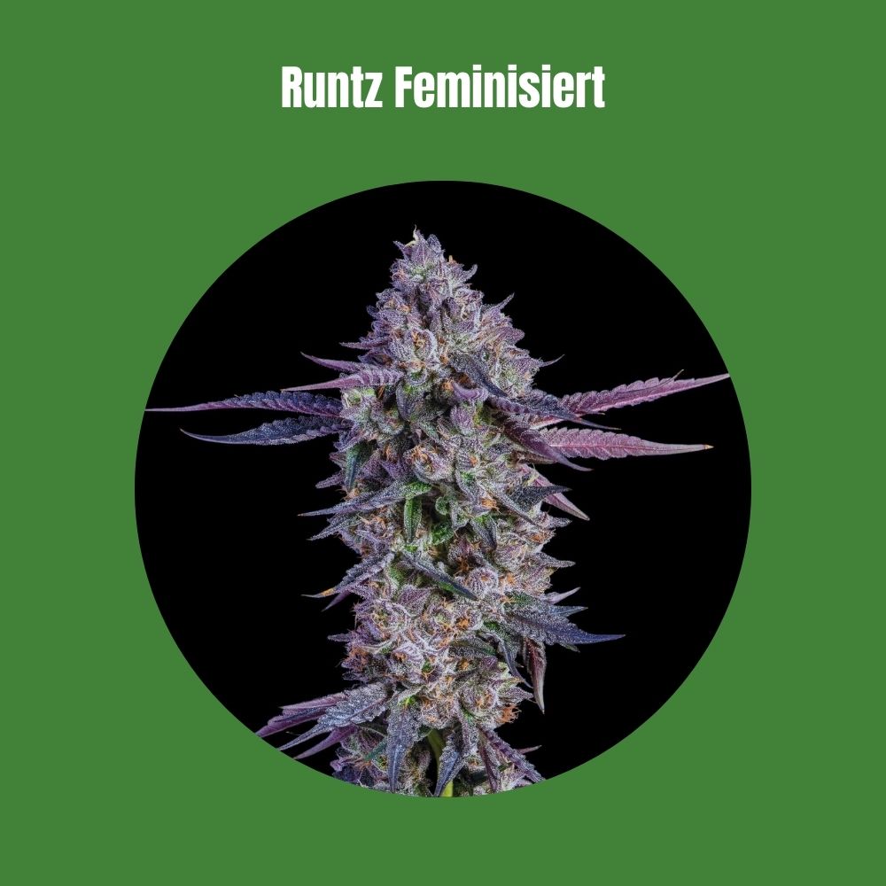 Cali Runtz - Feminisiert (29% THC) 🌱