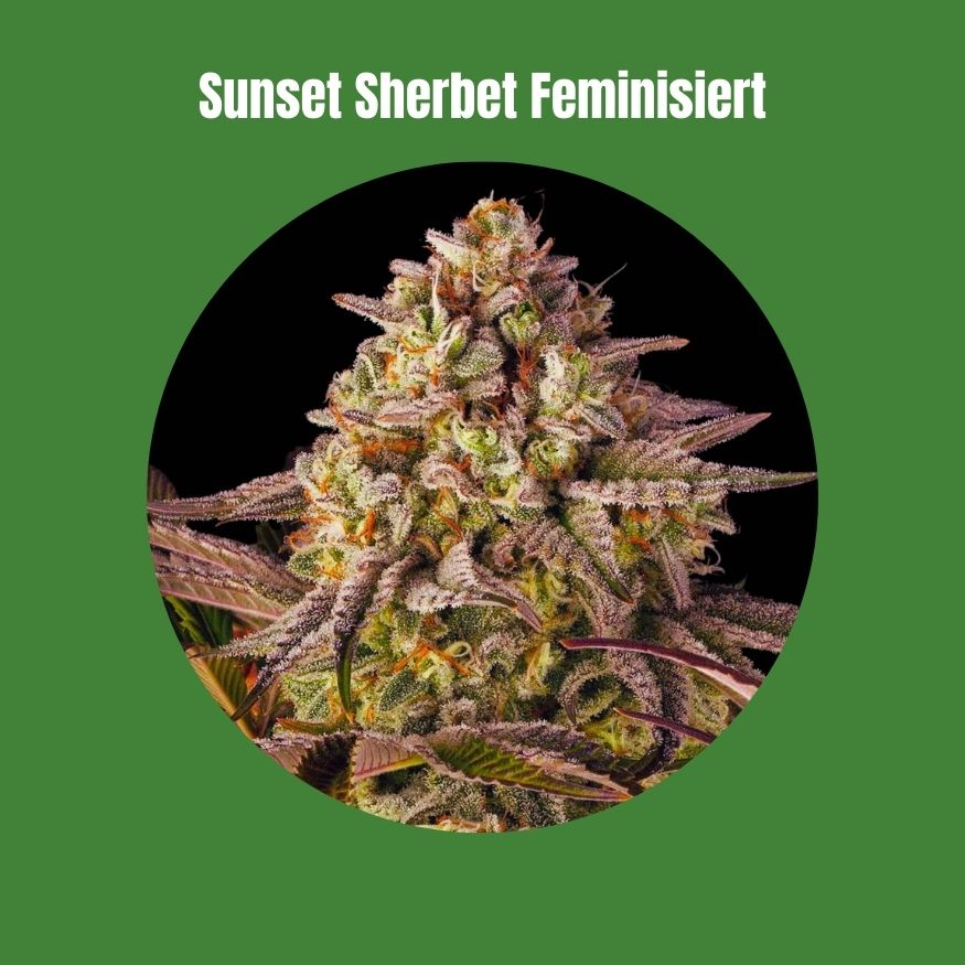 Cali Sunset Sherbet - Feminisiert (24% THC) 🌱