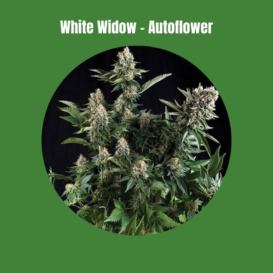 White Widow Autoflower Samen (15% THC) 🌱