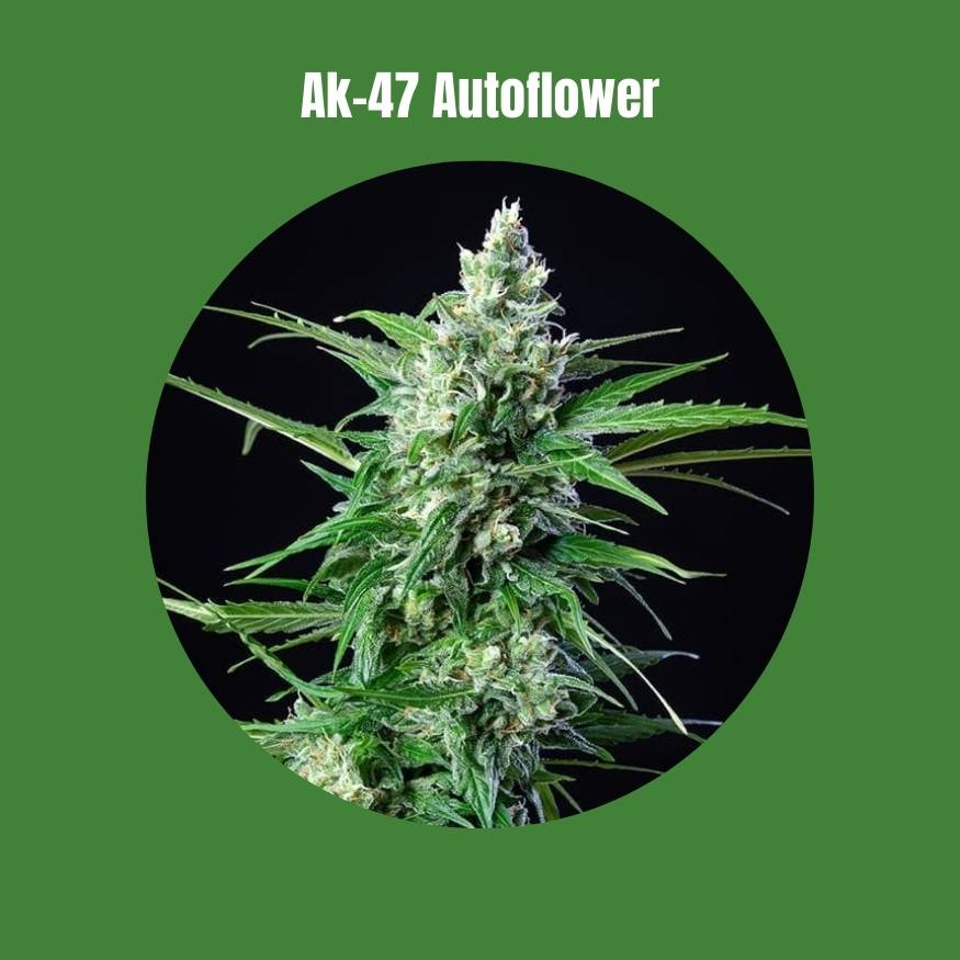 Ak-47 Autoflower Seeds (21% THC) 🌱