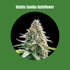 Gelato Samba Autoflower Samen (24% THC) 🌱