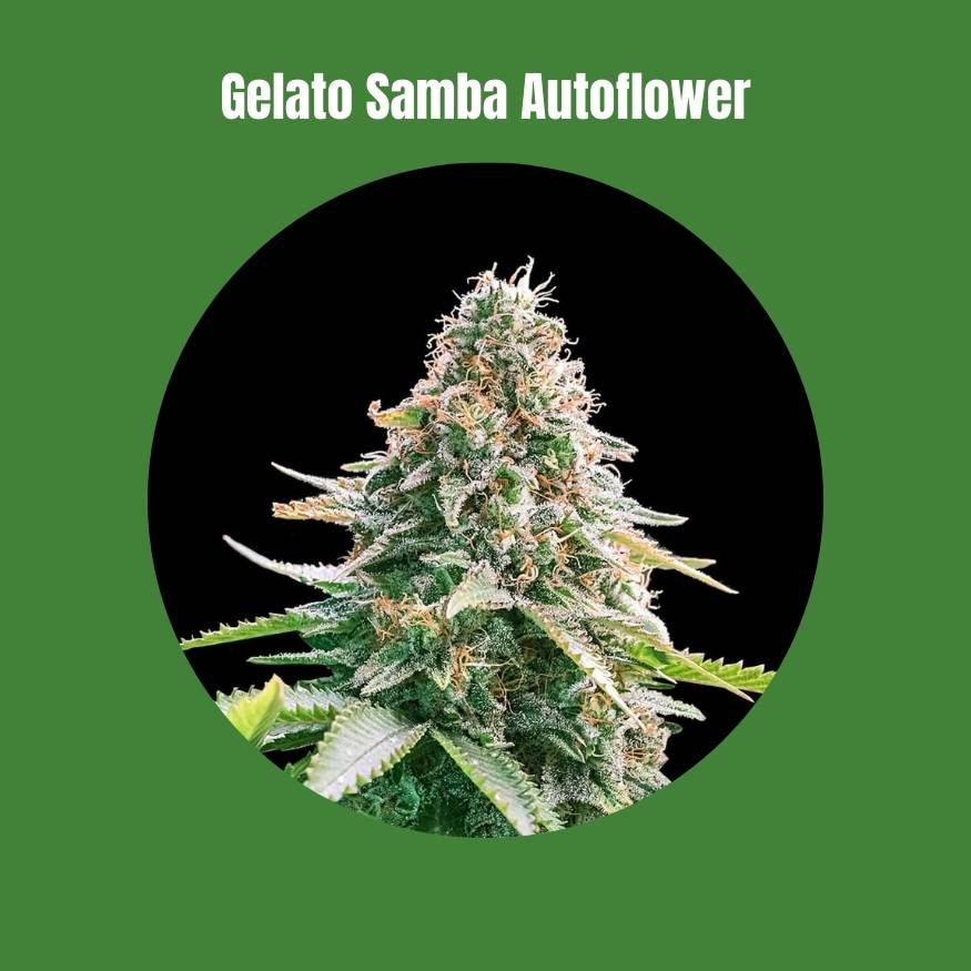 Gelato Samba Autoflower Samen (24% THC) 🌱