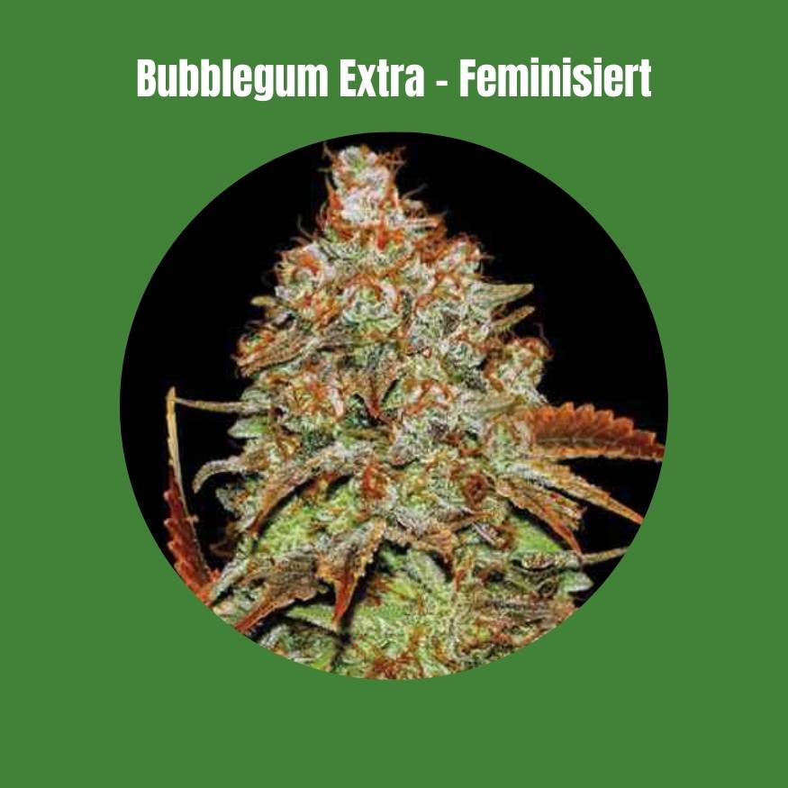 Bubblegum Extra Samen - Feminisiert (27% THC) 🌱