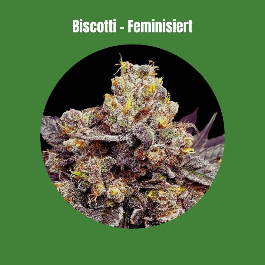 Biscotti Samen - Feminisiert  (25% THC) 🌱