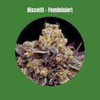 Biscotti Samen - Feminisiert  (25% THC) 🌱