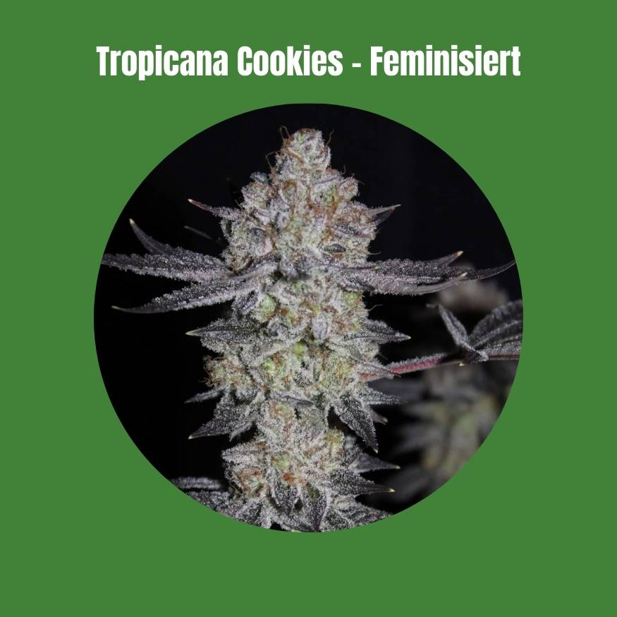 Tropicana Cookies Samen - Feminisiert  (22% THC) 🌱