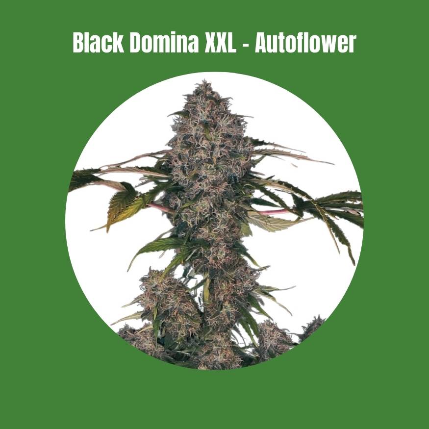 Black Domina XXL Seeds -  Autoflower (19% THC) 🌱