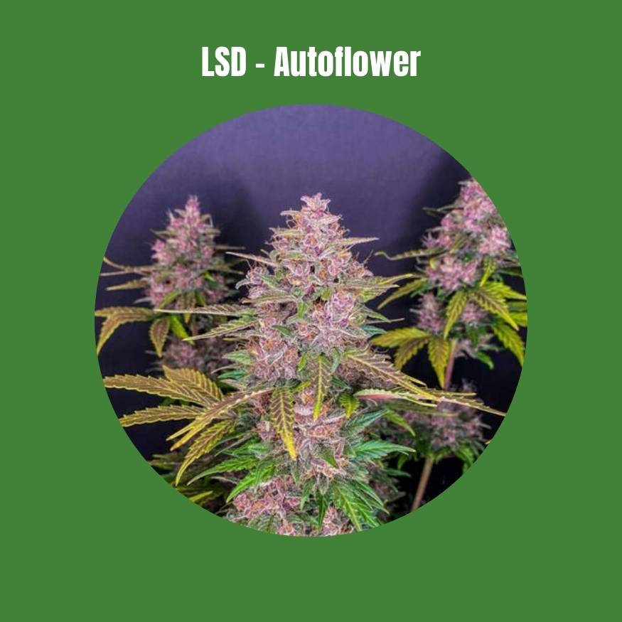 LSD Samen - Autoflower (20% THC) 🌱