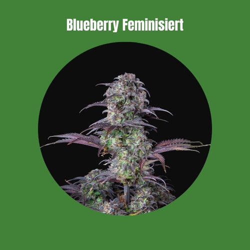 Blueberry Samen - Feminisiert (22% THC) 🌱