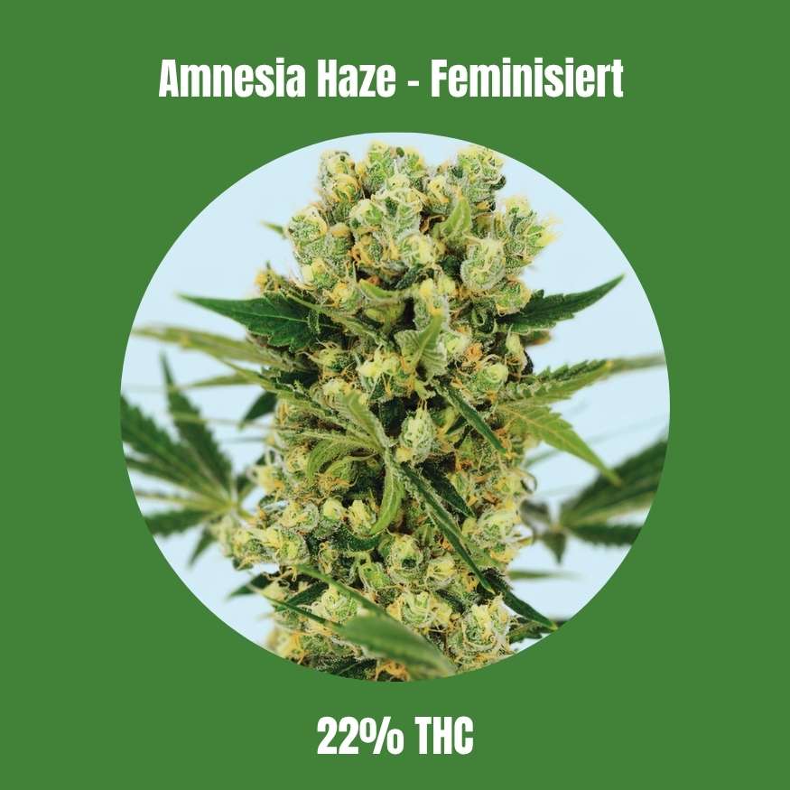 Amnesia Haze - Feminisiert 🌱