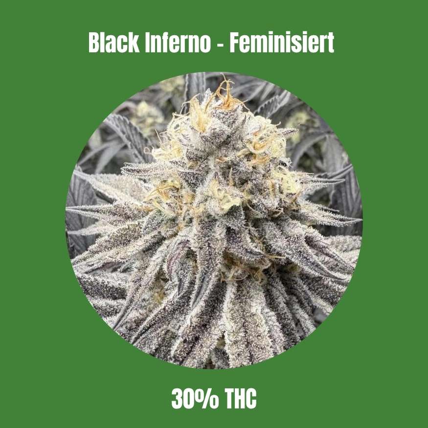 Cali Black Inferno - Feminisiert 🌱