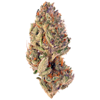 Tropicana Cookies Seeds (22% THC) 🌱