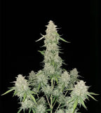 Cookies OG - Autoflower 🌱