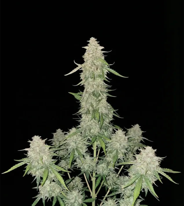 Cookies OG - Autoflower 🌱