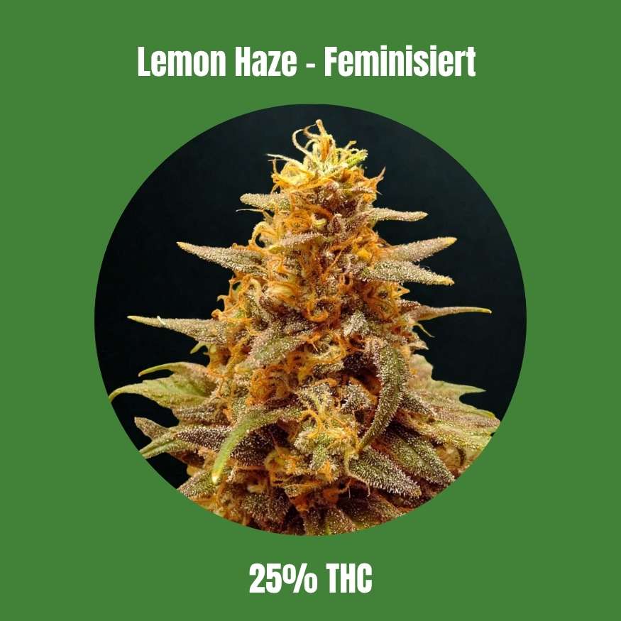 Lemon Haze - Feminisiert 🌱