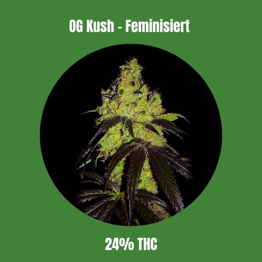 OG Kush - Feminisiert 🌱
