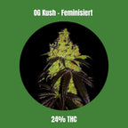 OG Kush - Feminisiert 🌱