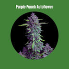 Purple Punch - Autoflowering (19% THC) 🌱