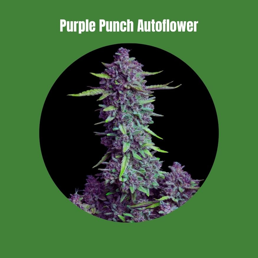 Purple Punch - Autoflowering (19% THC) 🌱