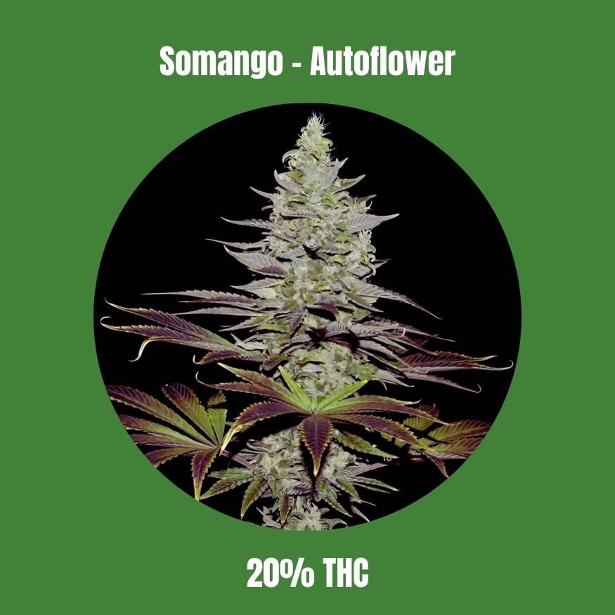 Somango - Autoflower 🌱